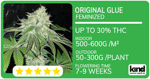 Essential Guide to Cannabis Seeds North Dakota