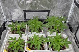 Essential Guide to Cannabis Seeds North Dakota